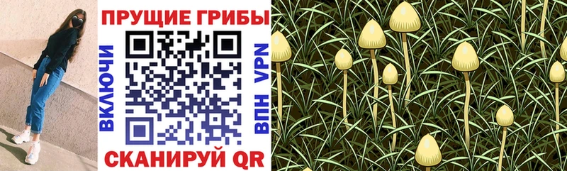 Галлюциногенные грибы Psilocybe  MEGA онион  Мантурово  закладка 